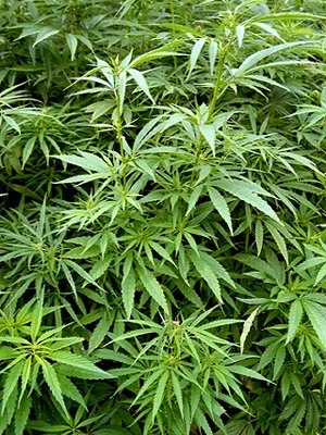 Konopie siewne – roślinne bogactwo dla Twojego zdrowia!