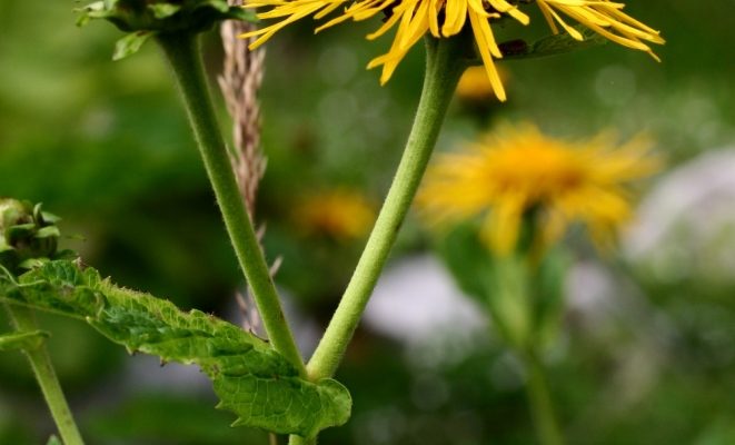 Korzeń omanu – roślinny skarb dla Twojego zdrowia!