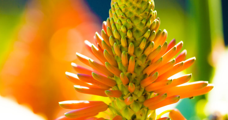 Aloes – roślina o wspaniałych właściwościach dla zdrowia