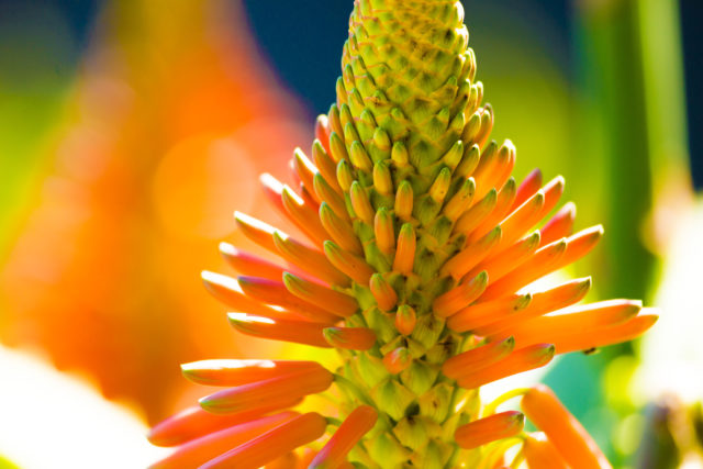 Aloes – roślina o wspaniałych właściwościach dla zdrowia