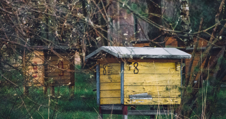 Propolis – zdrowie prosto od pszczół!