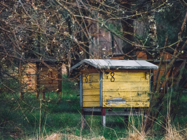 Propolis – zdrowie prosto od pszczół!