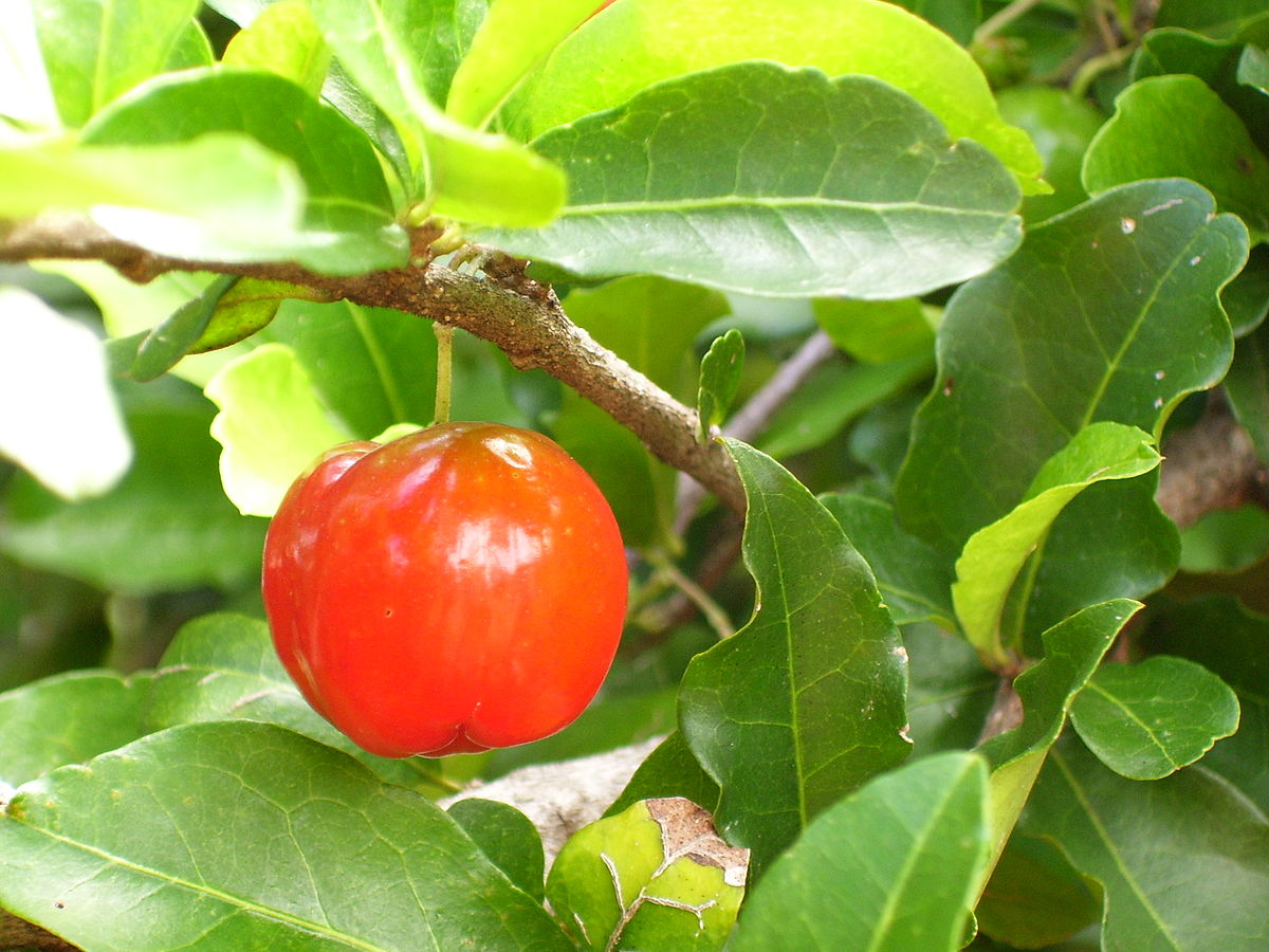 Acerola. Naturalne wzmocnienie odporności!