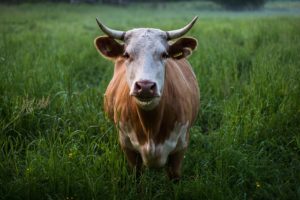 Każdy ma wpływ na dobrostan zwierząt